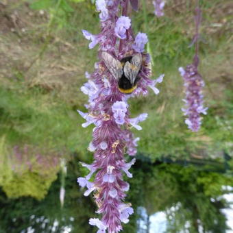 Nepeta grandiflora 'Veluws Blauwtje'