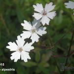 Silene alpestris - 