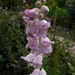 Penstemon grandiflorus - 