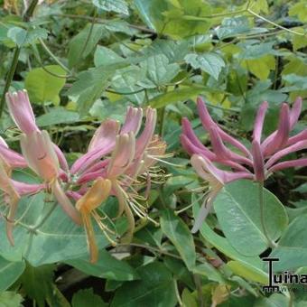 Lonicera periclymenum 'Belgica'