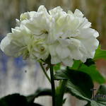 Pelargonium 'Fantasie' - 