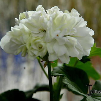 Pelargonium 'Fantasie'