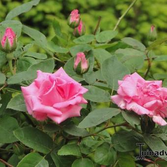 Rosa 'Zephirine Drouhin'