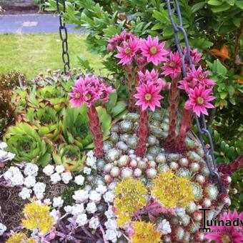 Sempervivum arachnoideum var. Tomentosum