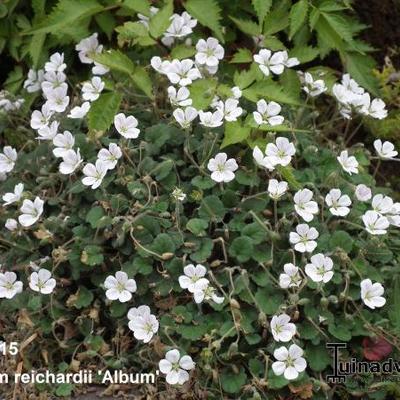 Erodium reichardii 'Album' - 