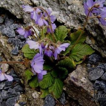 Ramonda serbica