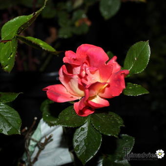 Rosa 'Chocolate Ruffles'