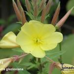 Oenothera glazioviana - Rotkelchige Nachtkerze