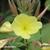 Oenothera glazioviana