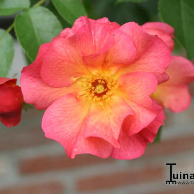 Rosa 'Pretty Sunrise' - 