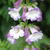 Penstemon 'Alice Hindley'