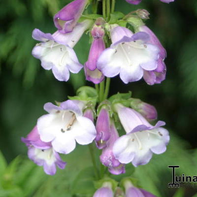 Penstemon 'Alice Hindley' - Penstemon 'Alice Hindley'