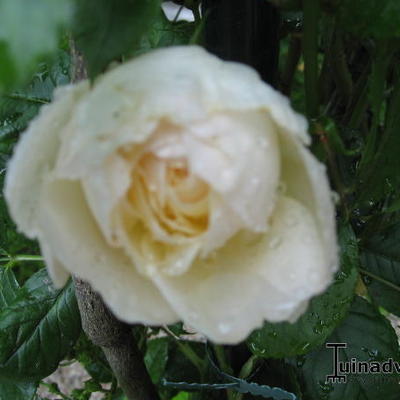 Rosa 'Uetersener Klosterrose' - 