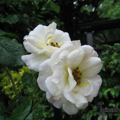 Rosa 'Pas de Deux' - 