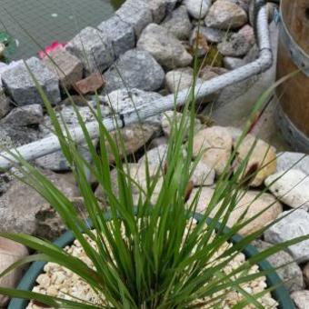 Pennisetum massaicum 'Red Bunny Tails'