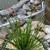 Pennisetum massaicum 'Red Bunny Tails'