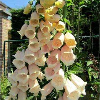 Digitalis purpurea 'Sutton's Apricot'