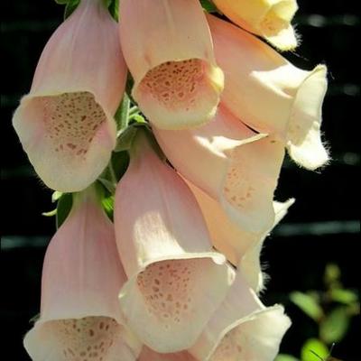 Digitalis purpurea 'Sutton's Apricot'