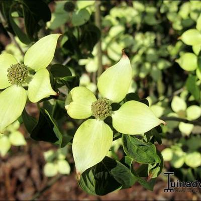 Cornus kousa 'China Girl - CORNOUILLER DU JAPON - Cornus kousa 'China Girl