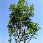 Fraxinus Ornus 'Obelisk' - 