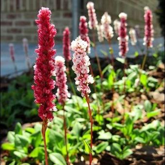 Persicaria affinis 'Darjeeling Red'