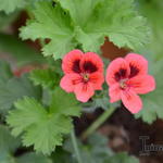 Pelargonium 'Crimson Unique' - 