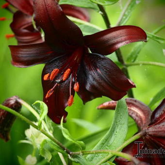 Lilium 'Night Flyer'