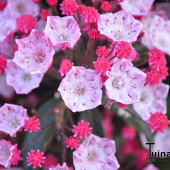 Kalmia latifolia 'Ostbo Red'