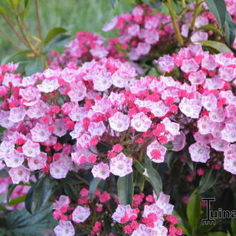 Kalmia latifolia 'Ostbo Red'