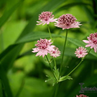 Astrantia major 'Roma'