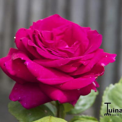 Rosa 'Stephens' Big Purple'  - 