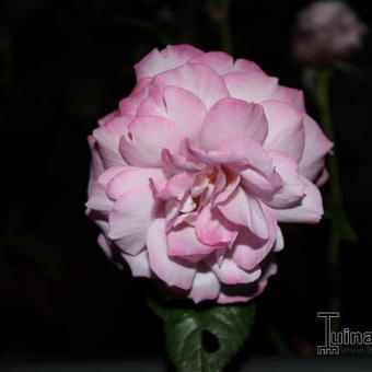 Rosa 'Blue River'