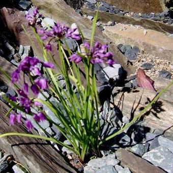 Allium cyathophorum var. farreri