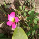 Oxalis lasiandra - 