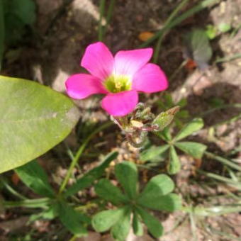 Oxalis lasiandra