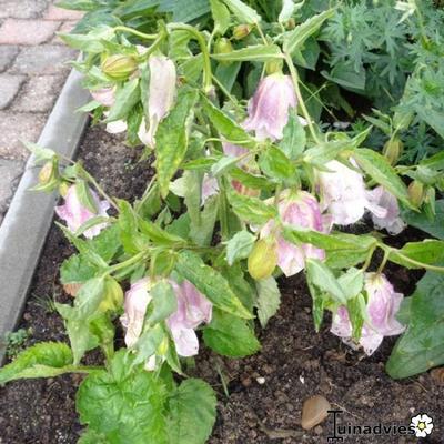 Campanula punctata 'Pantaloons' - 