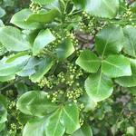 Euonymus fortunei 'Vegetus' - 