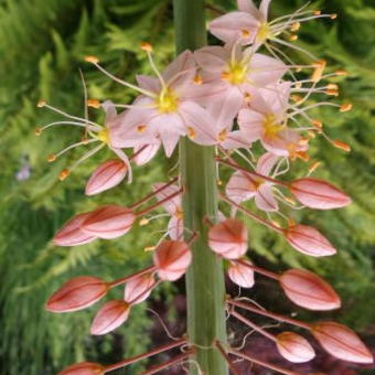 Eremurus x isabellinus 'Romance'