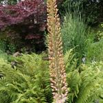 Eremurus x isabellinus 'Romance' - 