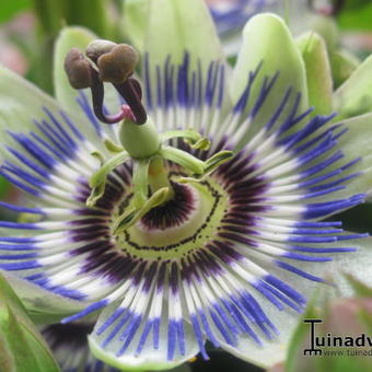 Passiflora caerulea