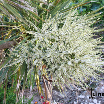 Cordyline australis