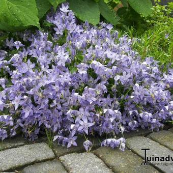 Campanula garganica 'Senior'