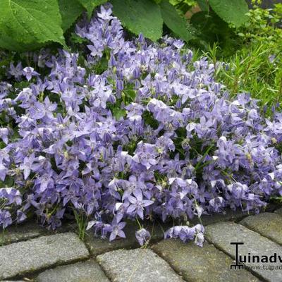 Campanula garganica 'Senior' - 