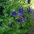 Campanula punctata 'Sarastro'