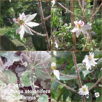 Saxifraga stolonifera 'Cuscutiformis'