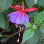 Fuchsia 'Gillian Althea' - 