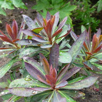 Euphorbia 'Blackbird'