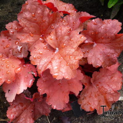 Heuchera CITY 'Rio' - 