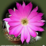 Echinopsis backebergii subsp. backebergii - 