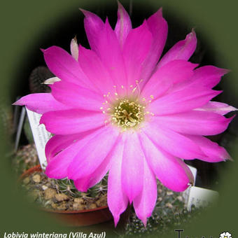 Echinopsis backebergii subsp. backebergii